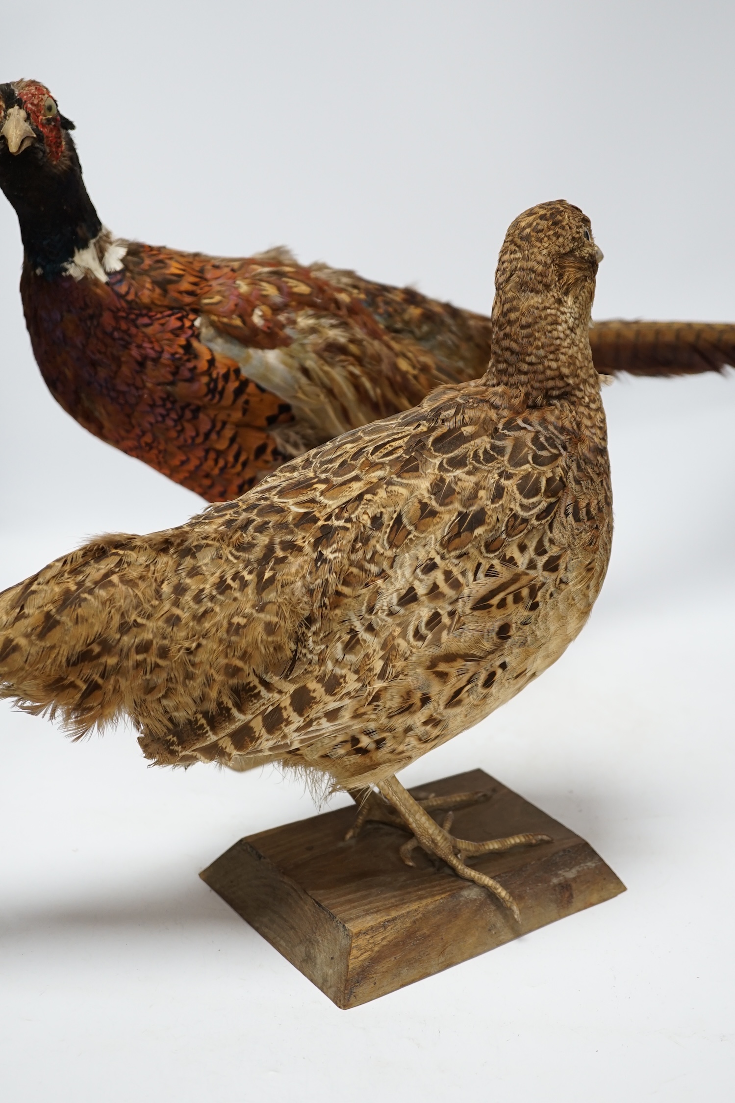 Taxidermy - two pheasants